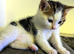 2 kittens looking for forever home