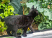 Beautiful black female kitten
