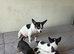 Full Chihuahuas