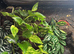 6 Whites Tree Frogs and XL vivarium