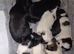 Beautiful KC Registered Lhasa Apso Puppies