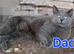 Norwegian Forest Cat x Russian Blue Kitten