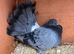 Blue Bar Indian Fantail