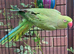 Tame ringnecks for sale