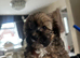 Shihpoo puppys