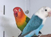 Pair of Fischer lovebirds