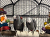 African grey young ready now