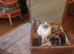 two beautiful ragdoll sisters £120EA