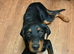 6 month old Rottweiler/doberman bitch
