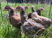 Cream leg bar cross 6weeks old