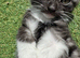 Gorgeous tuxedo kittens