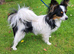 Beautiful papillon puppies