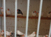 Black-Cheeked-CFW and splits