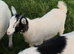 Pygmy nanny goat for sale