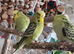 Pair of budgies