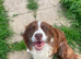 6 year old female border collie