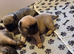 pug puppies