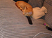 Ginger female kitten half ragdoll