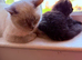 British shorthair female in neutered