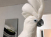 Male fully tame umbrella cockatoo