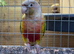 Conures for sale (selling as a pair)