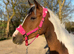 Full Loan &ndash; 15hh PBA Mare