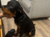 Rottweiler pup