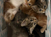 Kittens for sale