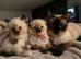 Ragdoll kittens