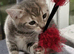 Beautiful Russian Blue x Tabby 8 weeks old fully litter trained