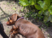 Female dachshund