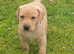 Labrador pups, yellow
