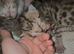STUNNING SILVER & SPOTTED SAVANNAH X BENGAL KITTENS