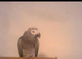 African grey parrot tame brilliant talker