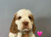 RKC Registered Show Clumber Spaniels