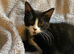 Kittens for sale