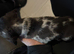 1 dachshund little boy ready 3rd November