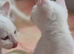 White Kittens Ready To Leave
