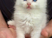 Gorgeous Ragdoll cross