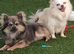Tiny chihuahua puppies