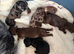 Stunning Yorkshire Terriers puppies