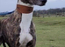 Male lurcher NI