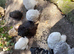 Bantam chickens