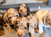 Outstanding chocolate and cream dapple dachshunds