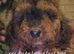 Last cockerpoo ready to leave