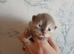GCCF Registered British Shorthair Kittens