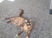 Female tortie
