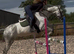 Briana 10 year old 16.1 mare by chillout