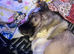 Akita