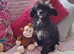 Papillon x toy poodle